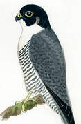 Peregrine Falcon