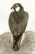 Peregrine Falcon