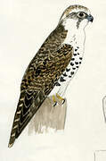 Saker Falcon