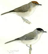 Eurasian Blackcap