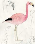 Andean Flamingo