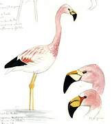 Andean Flamingo