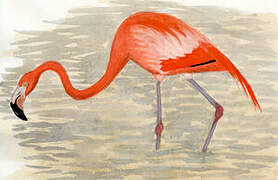 American Flamingo