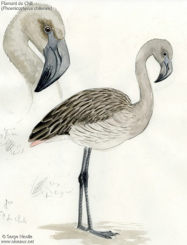 Chilean Flamingojuvenile, identification