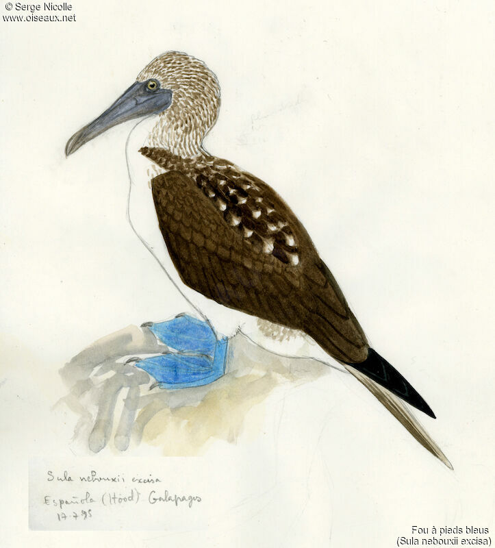 Blue-footed Booby, identification