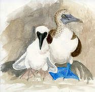 Blue-footed Booby