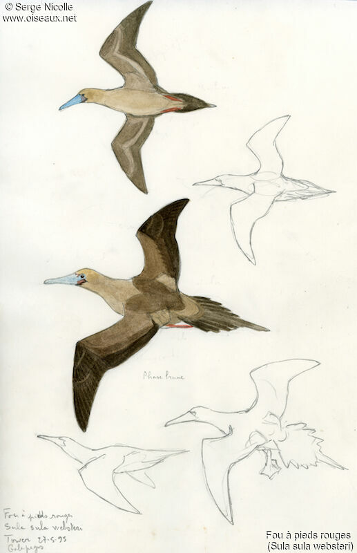 Red-footed Booby, identification