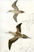 Red-footed Booby