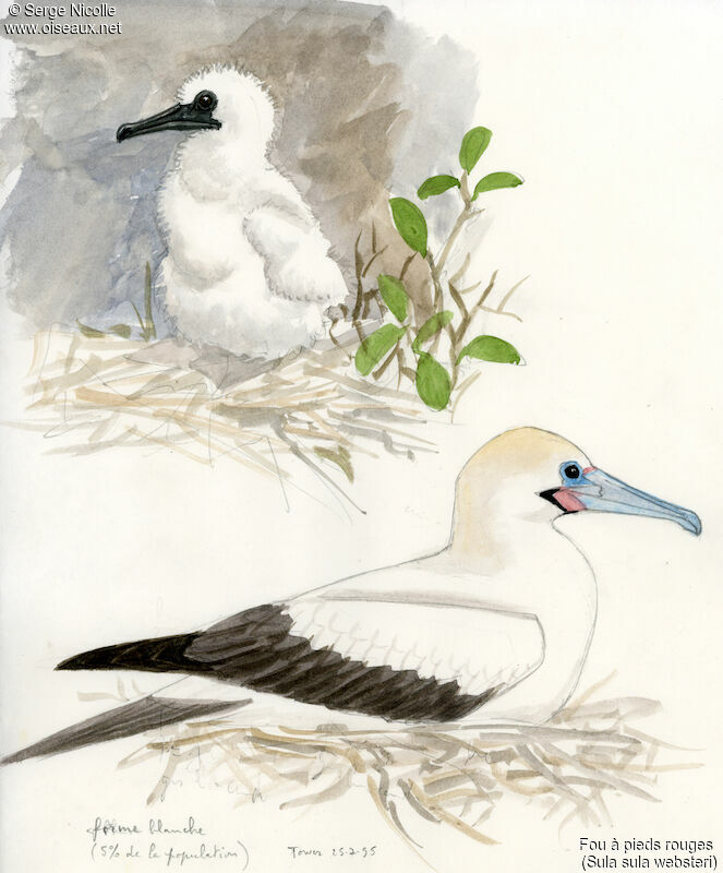 Red-footed Booby, identification