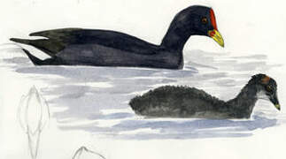 Red-fronted Coot