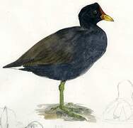 Red-fronted Coot