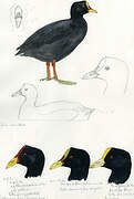 Red-gartered Coot