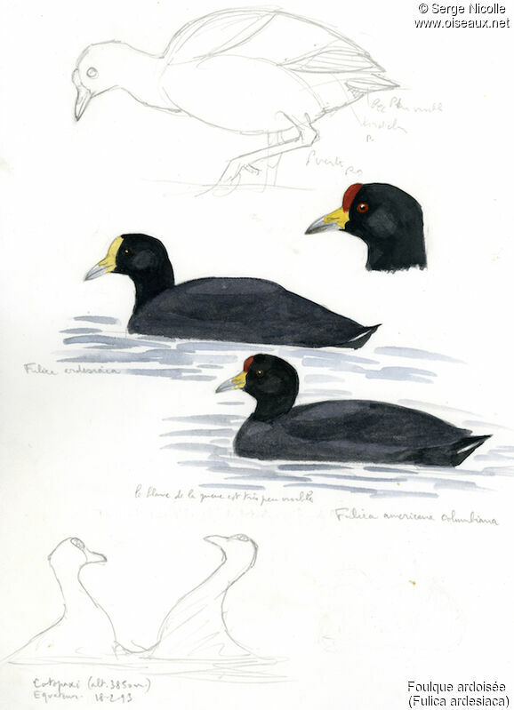 Andean Coot, identification