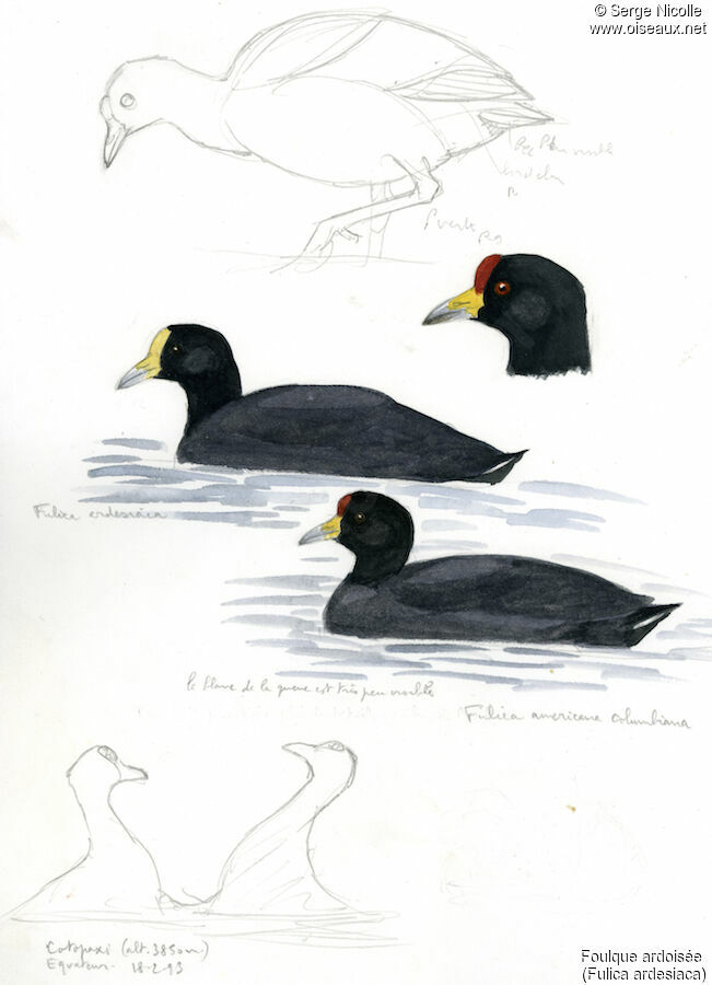 Andean Coot, identification