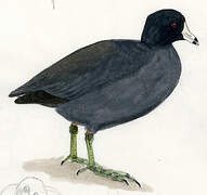 American Coot