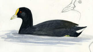 White-winged Coot