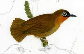 Rufous-throated Antbird