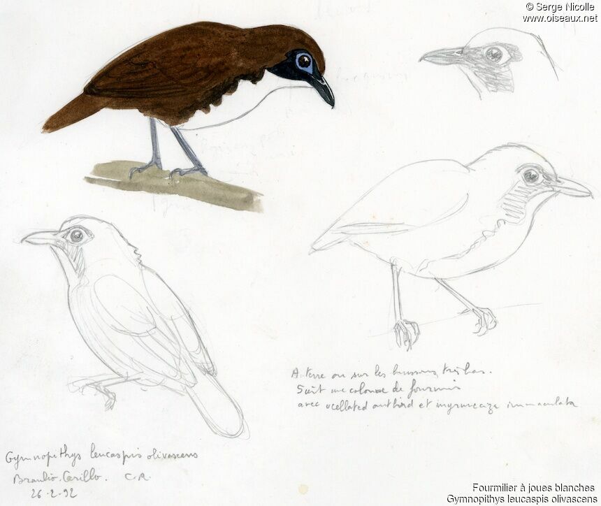 White-cheeked Antbird, identification