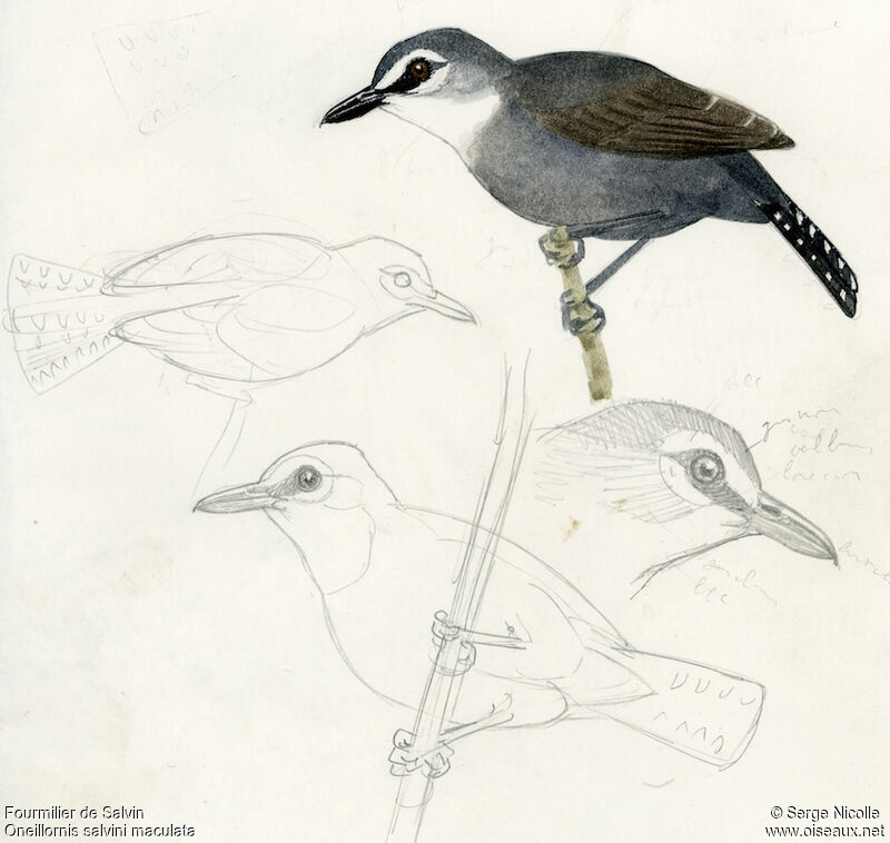 White-throated Antbird, identification