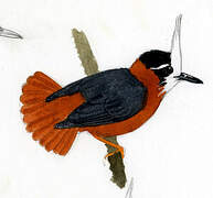 White-plumed Antbird