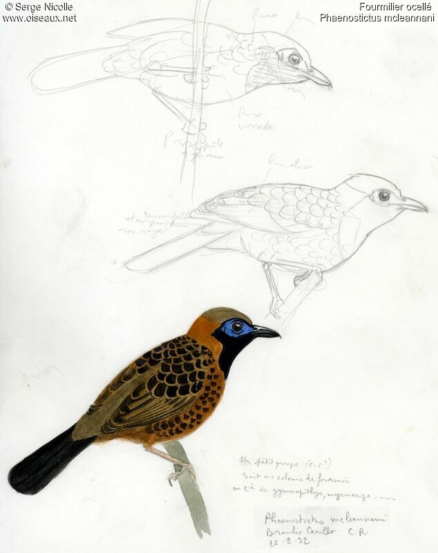 Fourmilier ocellé, identification