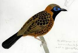 Ocellated Antbird