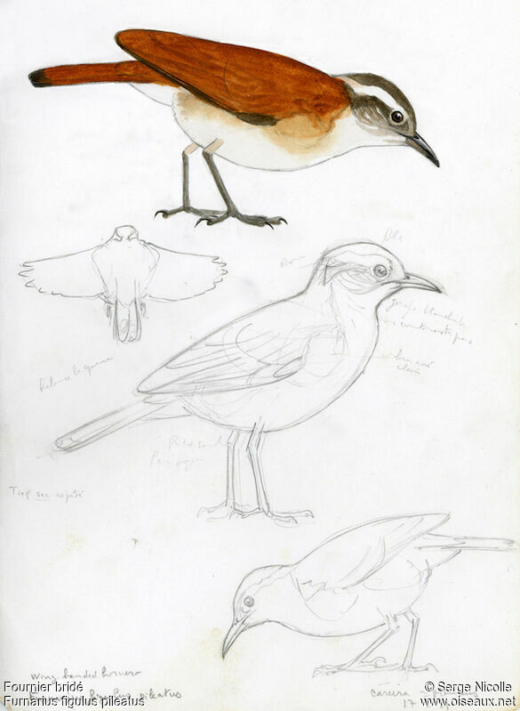 Band-tailed Hornero, identification