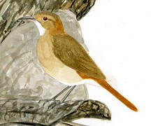 Rufous Hornero