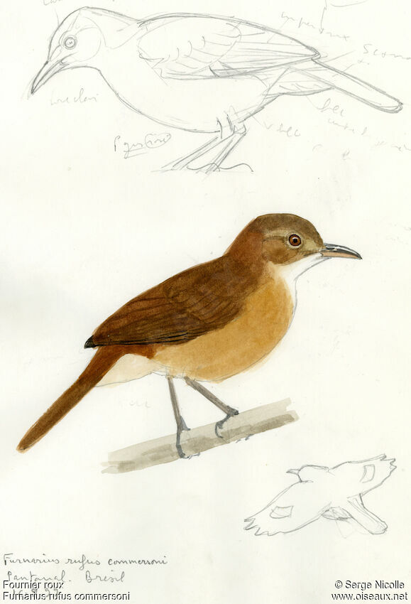 Rufous Hornero, identification