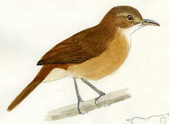 Rufous Hornero