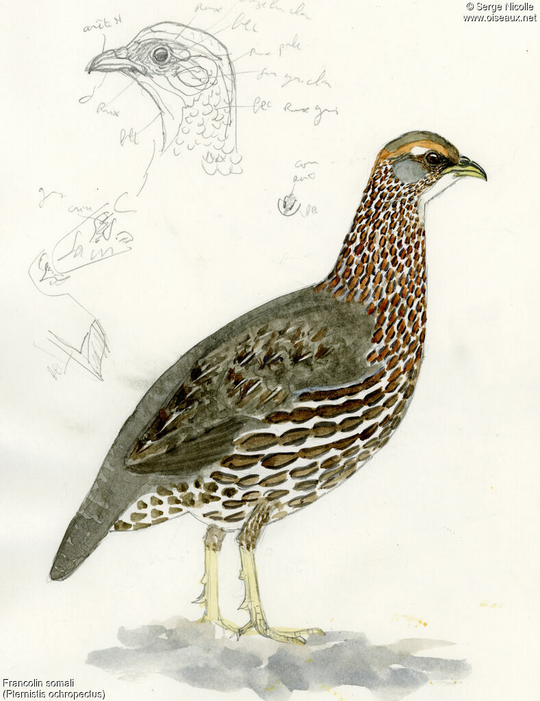 Francolin somali, identification