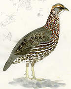 Djibouti Spurfowl