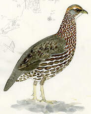 Francolin somali