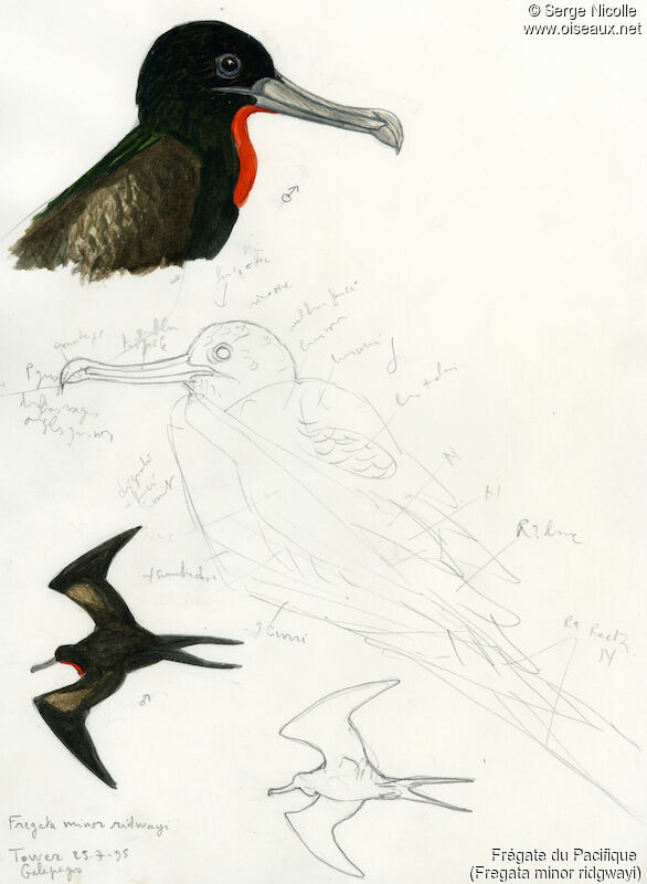 Great Frigatebird male, identification