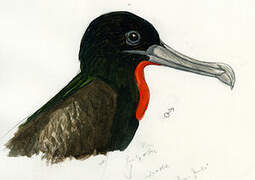 Great Frigatebird