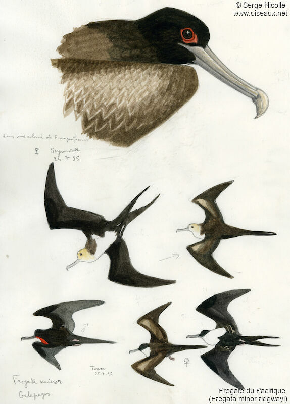 Great Frigatebird, identification