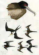 Great Frigatebird