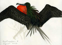 Magnificent Frigatebird