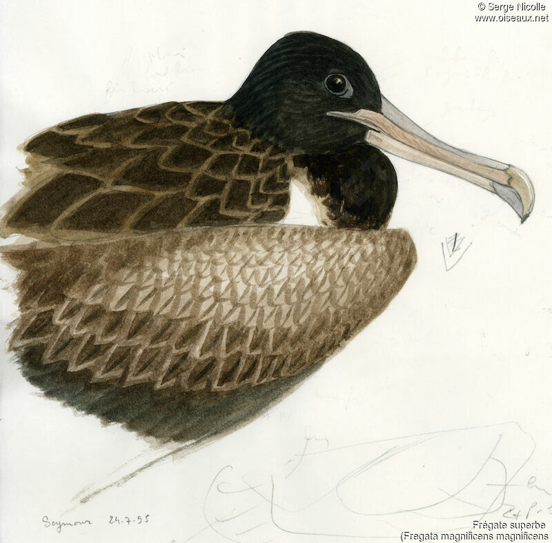 Magnificent Frigatebird female, identification