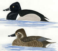 Ring-necked Duck