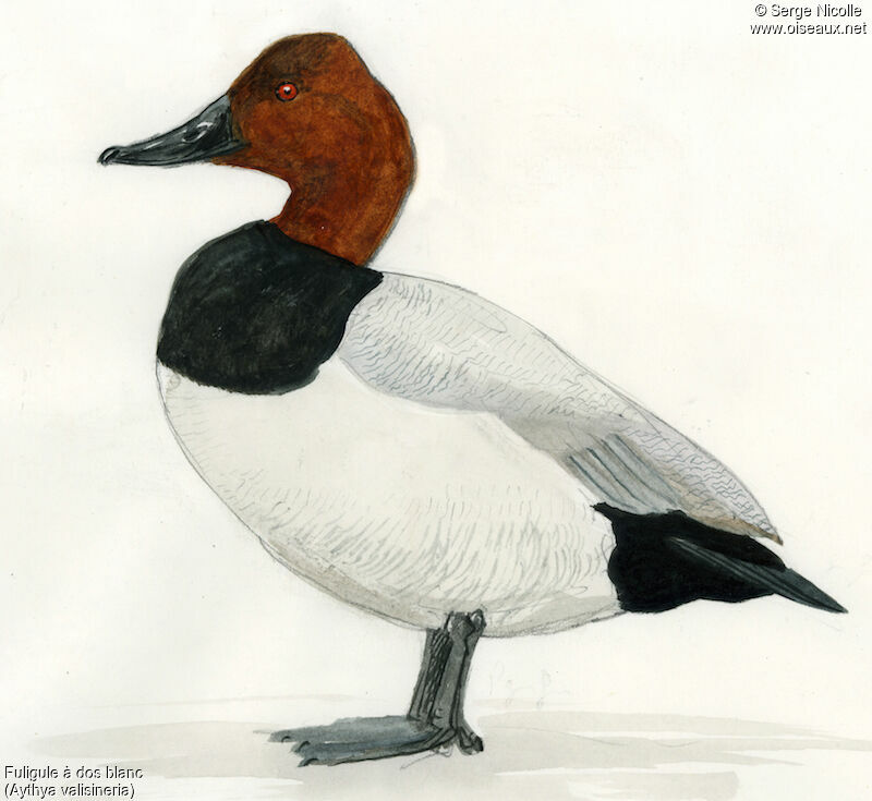 Canvasback male, identification