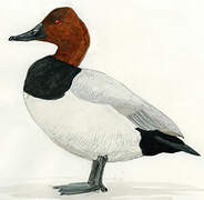 Canvasback