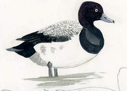 Lesser Scaup