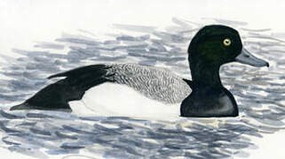 Greater Scaup