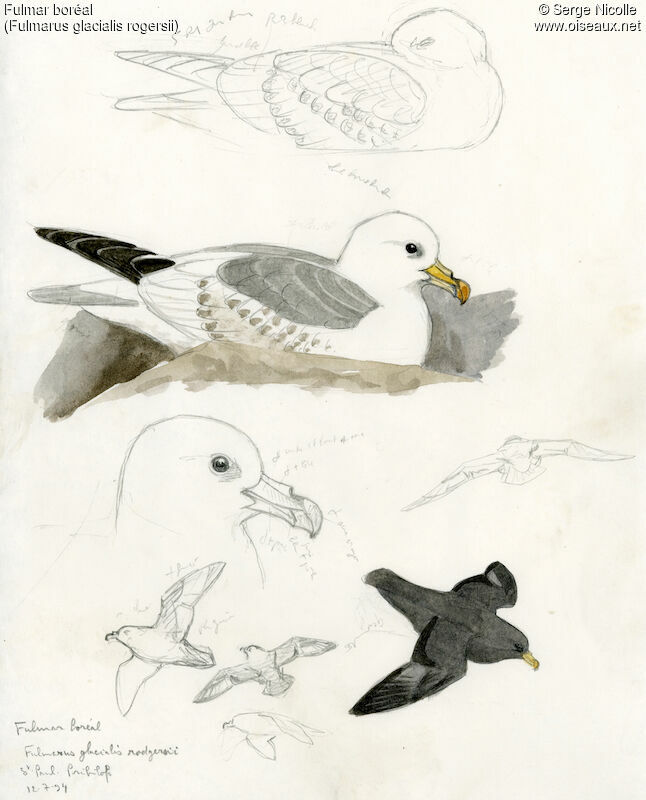 Fulmar boréal, identification