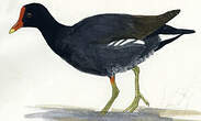 Gallinule poule-d'eau