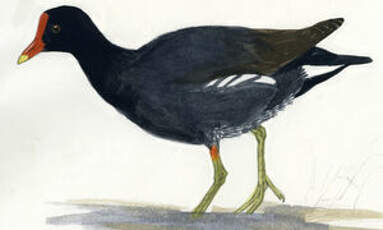 Gallinule poule-d'eau