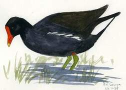 Gallinule poule-d'eau