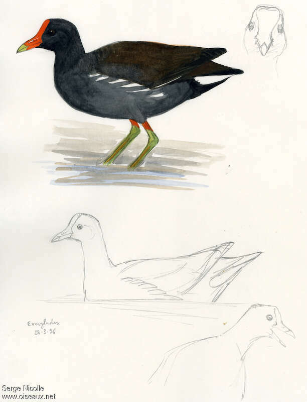 Common Moorhen, identification