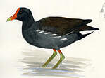 Gallinule poule-d'eau